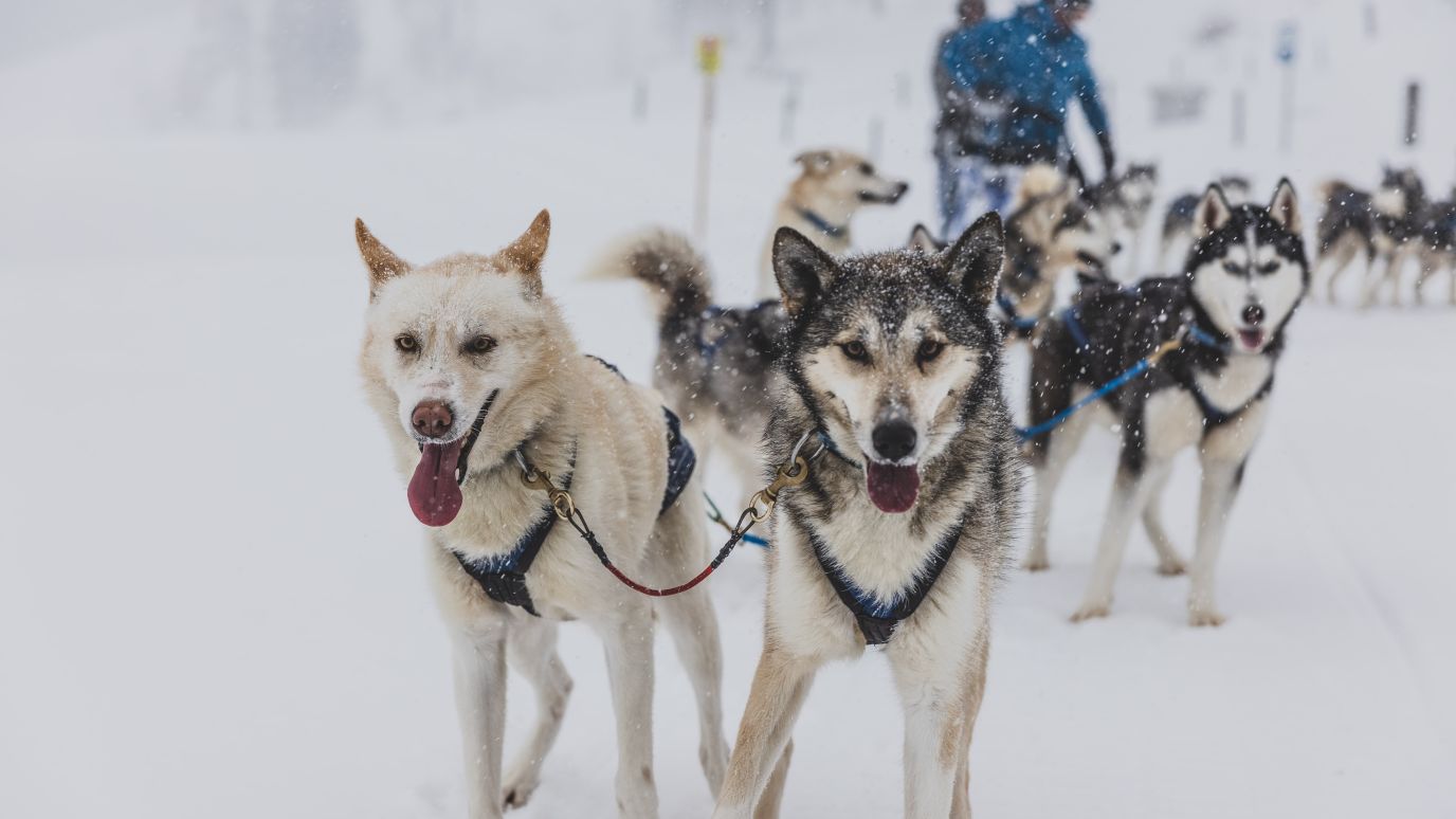 MICE Influencer Challenge auf der Tschengla, Hundeschlittenfahren mit Huskys