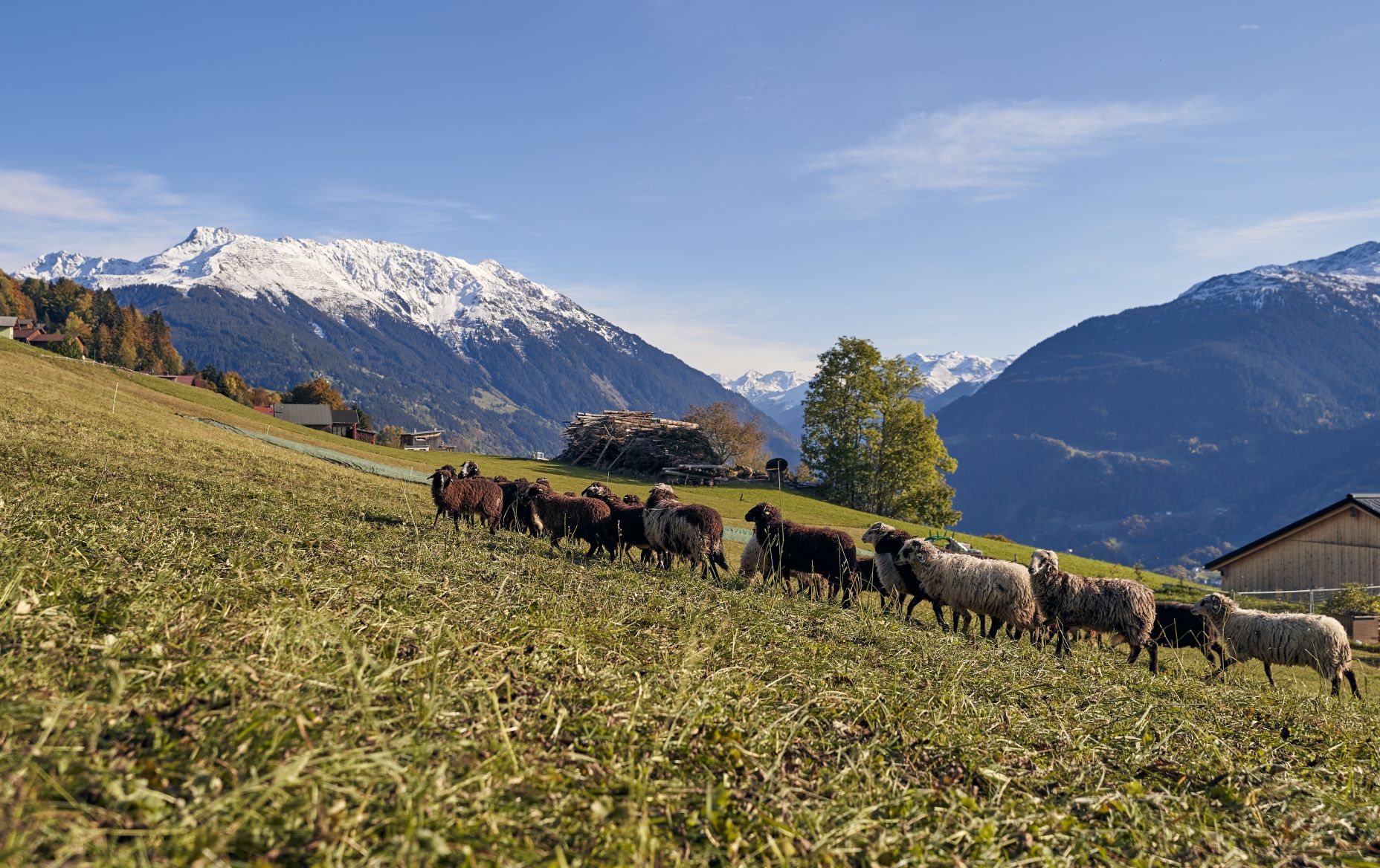Panorama Bartholomäberg mit Montafoner Steinschafen