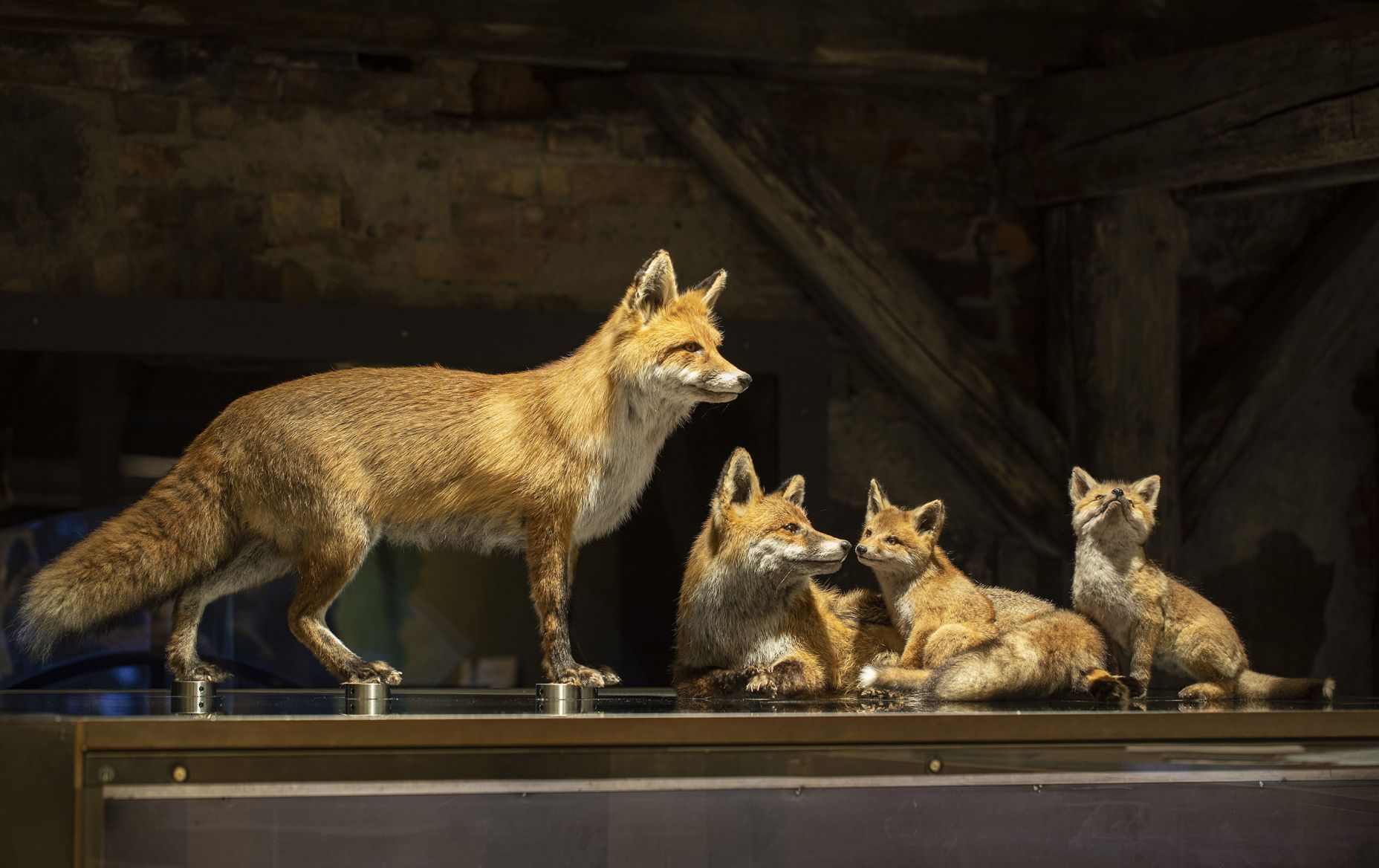 inatura Wies&Wald Fuchs 