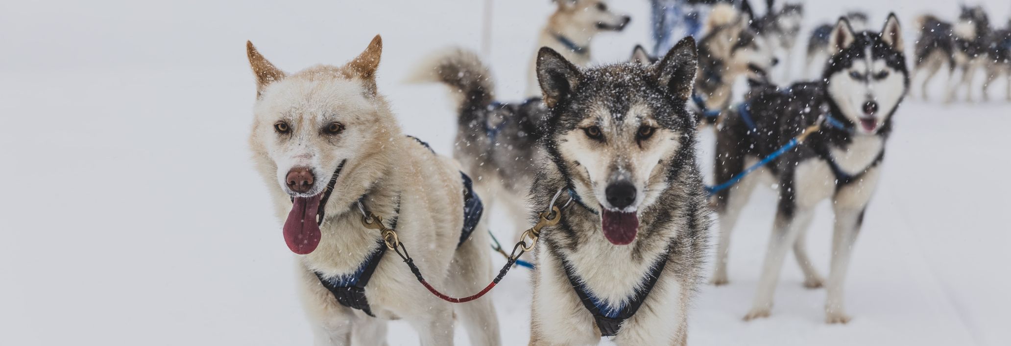 MICE Influencer Challenge auf der Tschengla, Hundeschlittenfahren mit Huskys MICE Influencer Challenge auf der Tschengla, Hundeschlittenfahren mit Huskys