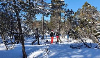 Schneeschuhwanderung am Bödele Vorarlberger Naturpicknick, Schneeschuhwanderung Bödele (c) Sabrina Lutz, Bodensee-Vorarlberg Tourismus (5).jpg
