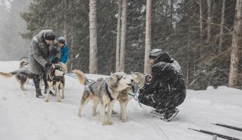 MICE Influencer Challenge, Hundeschlittenfahren mit Huskys auf der Tschengla