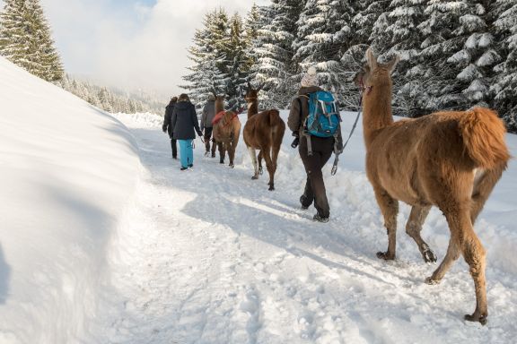 Rahmenprogramm Lamatrekking im Montafon Rahmenprogramm Lamatrekking im Montafon