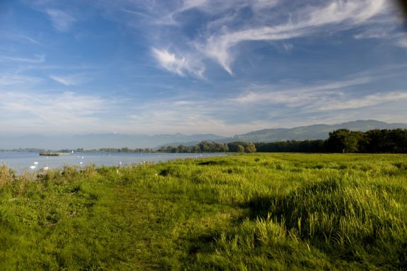 Naturschutzgebiet Rheindelta Birdsclub Naturschutzgebiet Rheindelta Birdsclub