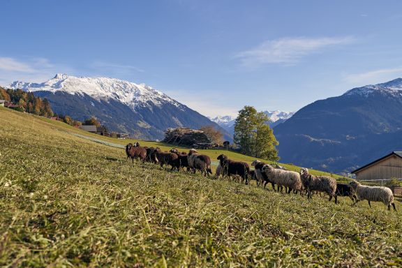 Panorama Bartholomäberg mit Montafoner Steinschafen Panorama Bartholomäberg mit Montafoner Steinschafen