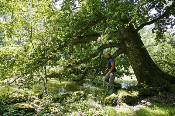Birdwatching Birdsclub Rheindelta Birdwatching Birdsclub Rheindelta