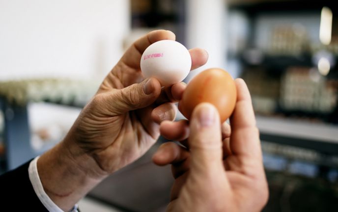 Eier, Geflügelhof Bell, Feldkirch (2) Eier, Geflügelhof Bell, Feldkirch (2)