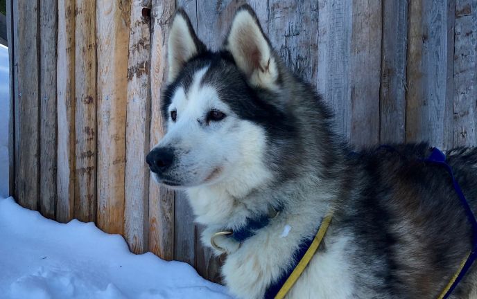 Husky Incentive, Vorarlberg Husky Incentive, Vorarlberg