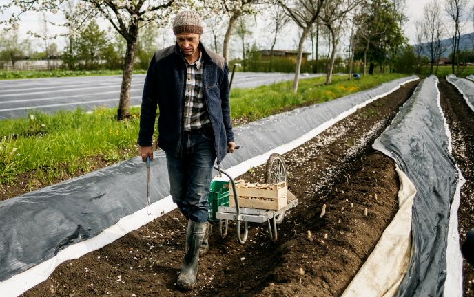 Spargelernte, Winderhof, Dornbirn