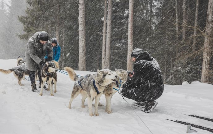 MICE Influencer Challenge, Hundeschlittenfahren mit Huskys auf der Tschengla MICE Influencer Challenge, Hundeschlittenfahren mit Huskys auf der Tschengla