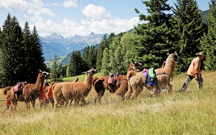 Lamatrekking im Montafon