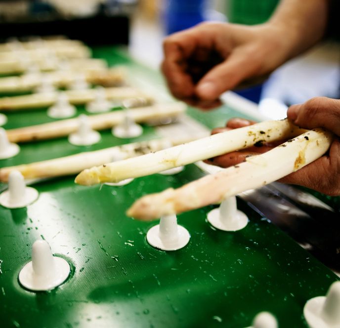 Spargel, Winderhof, Dornbirn