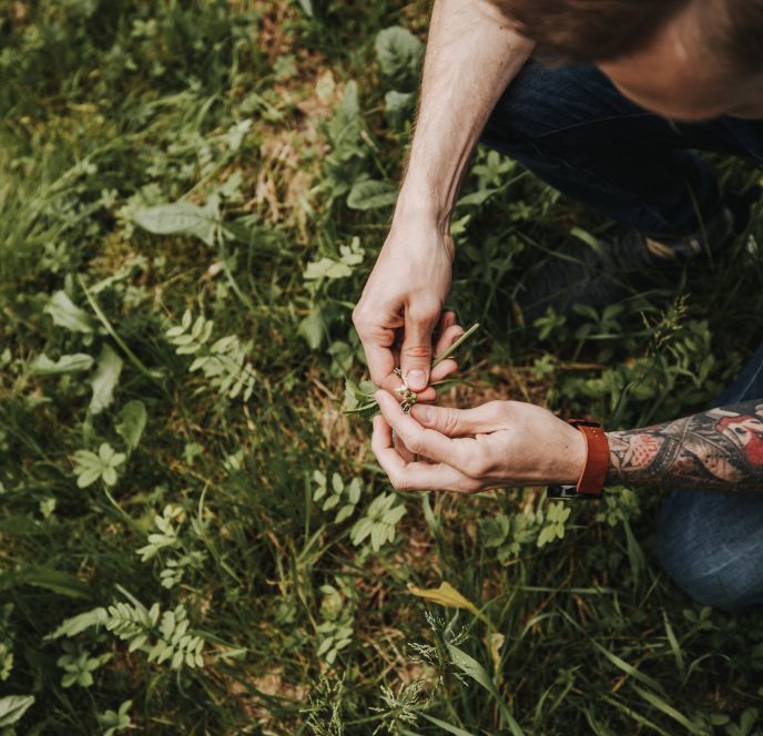 Kräutergarten Kochmeisterei, Hohenems Kräutergarten Kochmeisterei, Hohenems