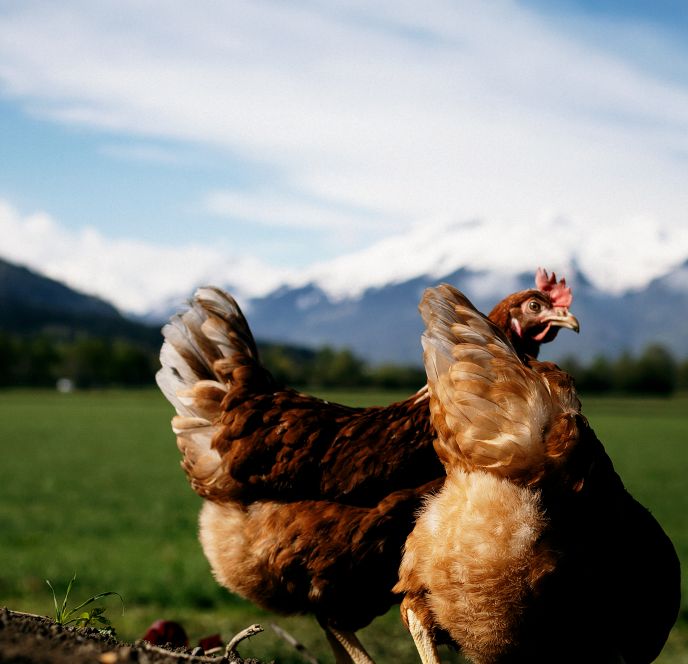 Hühner, Geflügelhof Bell, Feldkirch Hühner, Geflügelhof Bell, Feldkirch