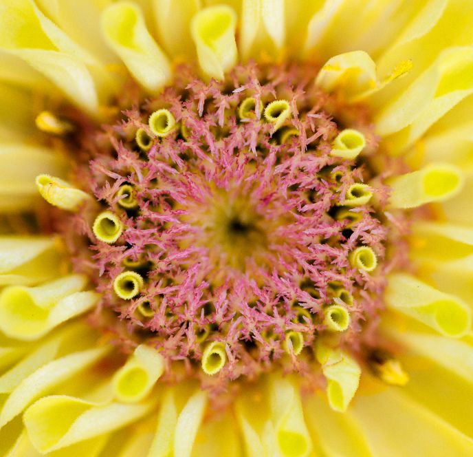 Blumen Kopf Blumen Kopf