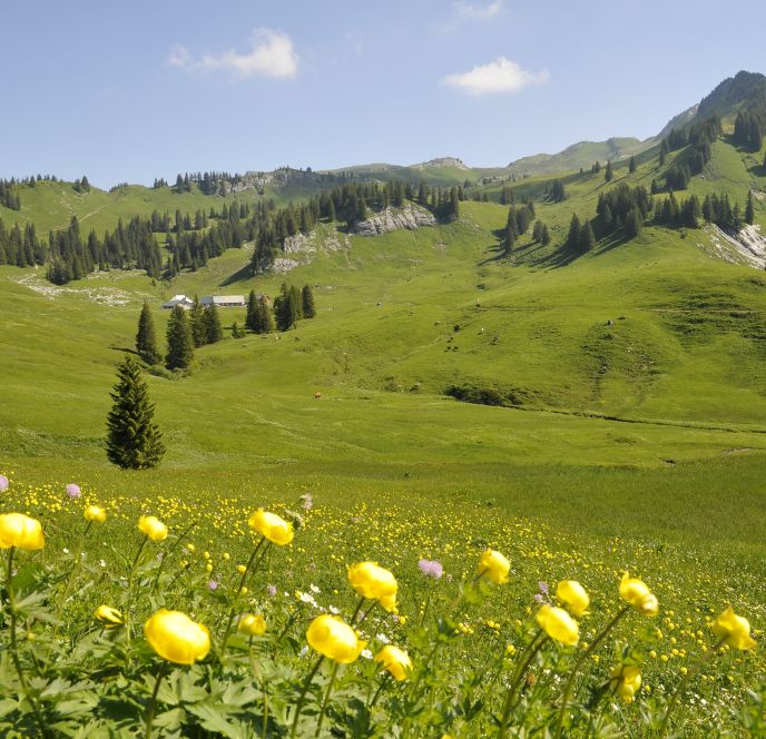 Alpe Saluver Titelbild  Alpe Saluver Titelbild