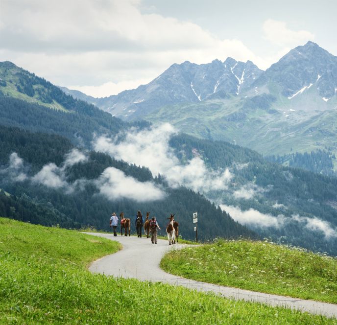 Lama-Trekking im Montafon