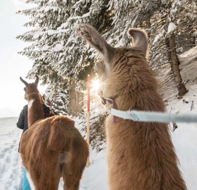 Lama Trekking im Montafon