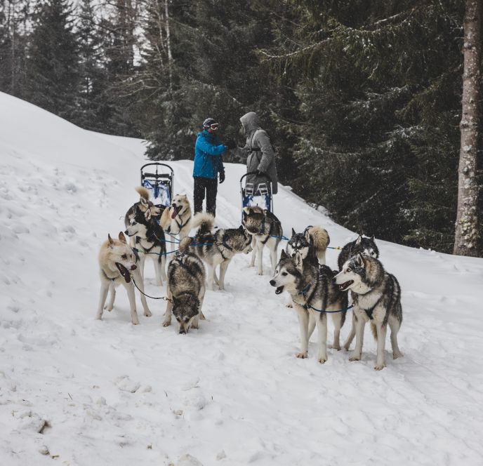MICE Influencer Challenge, Hannes Krieger und Anton Kuttner, Husky Schlittenfahren MICE Influencer Challenge, Hannes Krieger und Anton Kuttner, Husky Schlittenfahren