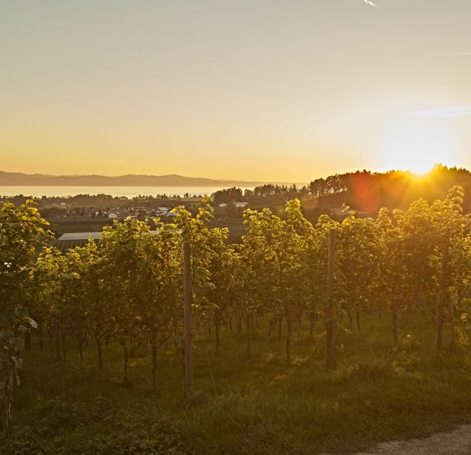 Sonnenuntergang über Lindau im Weingarten