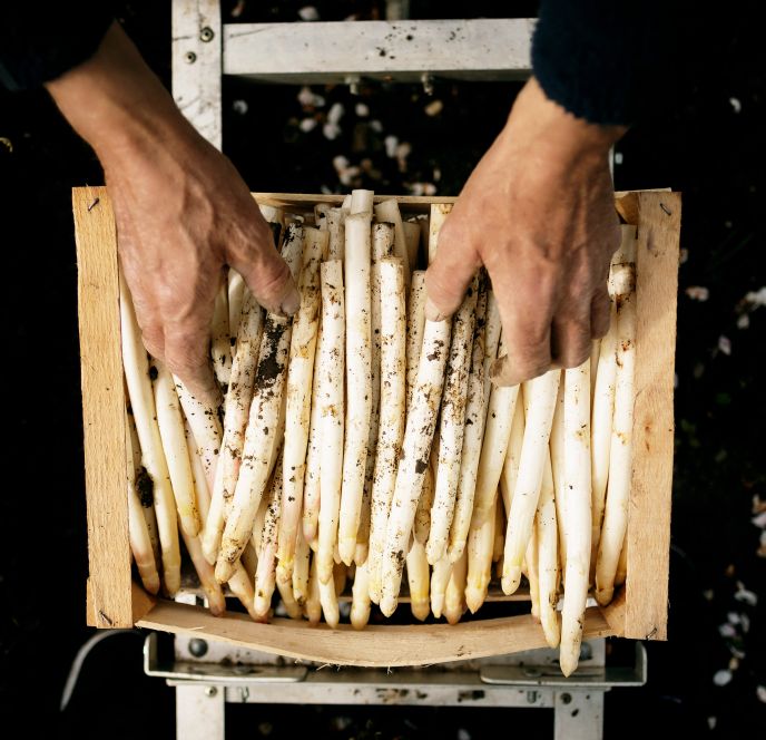 Spargelernte, Winderhof, Dornbirn