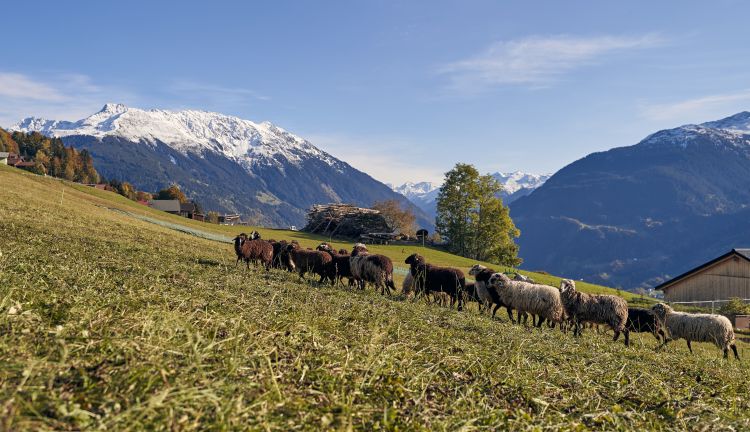 Panorama Bartholomäberg mit Montafoner Steinschafen