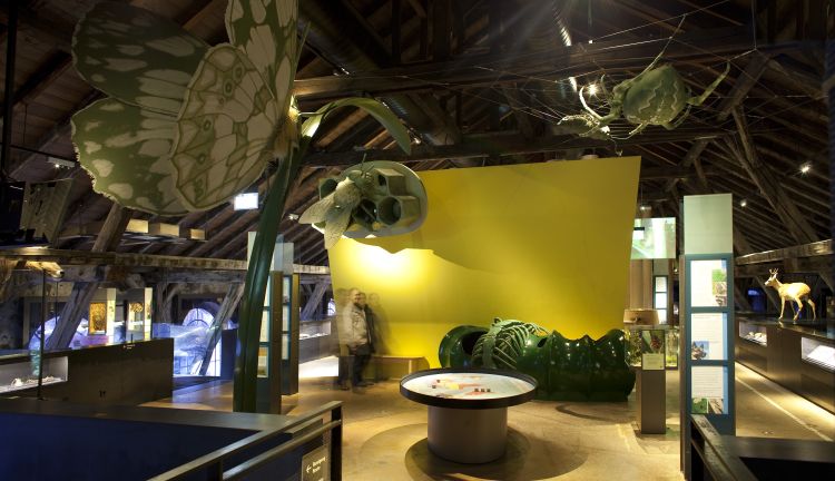 Ausstellung inatura Erlebnisnaturschau, Dornbirn Ausstellung inatura Erlebnisnaturschau, Dornbirn