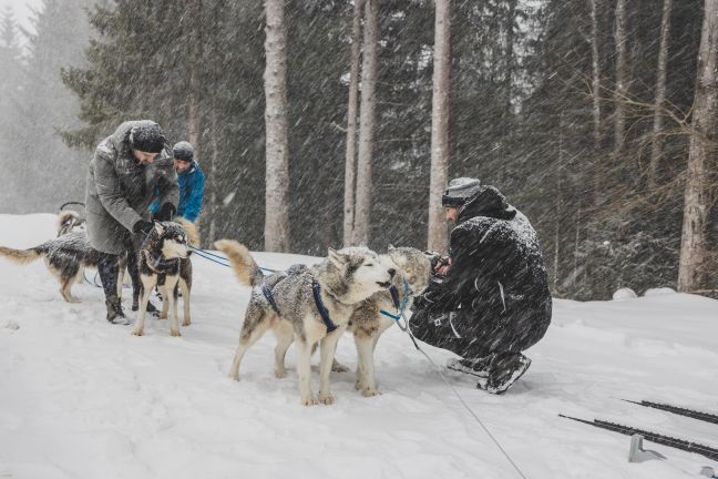 MICE Influencer Challenge, Hundeschlittenfahren mit Huskys auf der Tschengla MICE Influencer Challenge, Hundeschlittenfahren mit Huskys auf der Tschengla